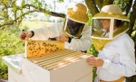 Пчеловодство: актуальная программа, принятая Ниагарским прославленным колледжем